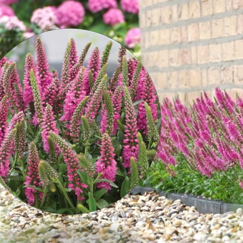 Veronica spicata 'Bubblegum Candles' - Kassisaba 'Bubblegum Candles' 